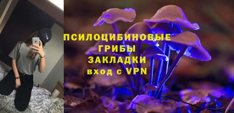 Галлюциногенные грибы Psilocybe  цена   Купино 